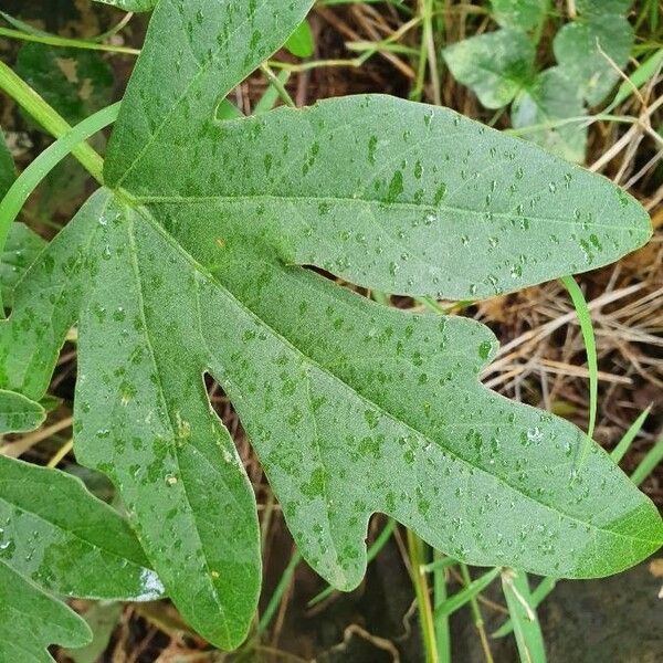 Adenia volkensii برگ