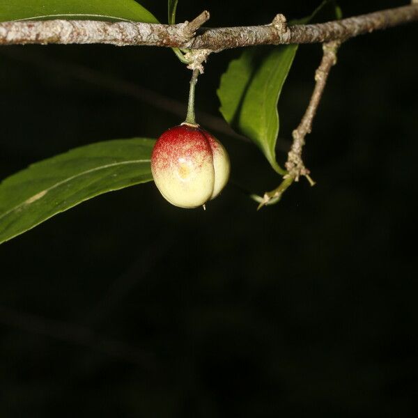 Casearia aculeata Fruit