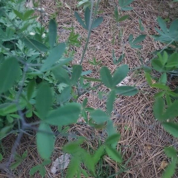 Baptisia alba Blatt