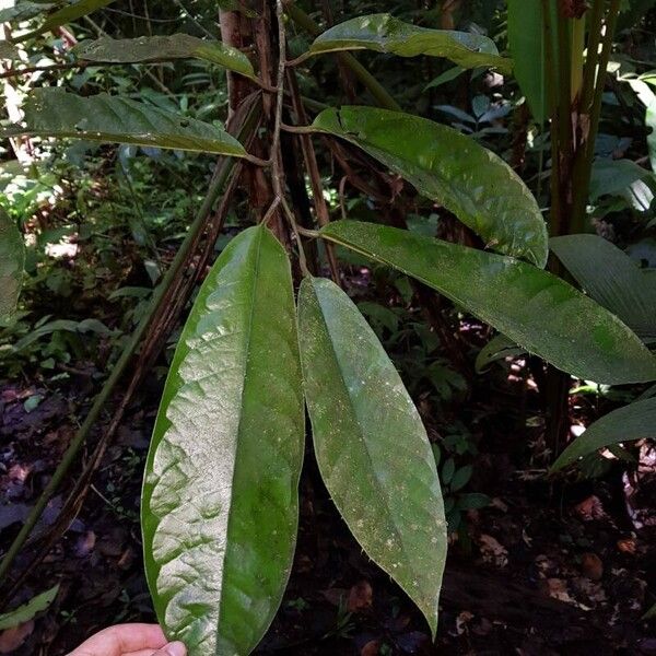 Anaxagorea phaeocarpa Leaf