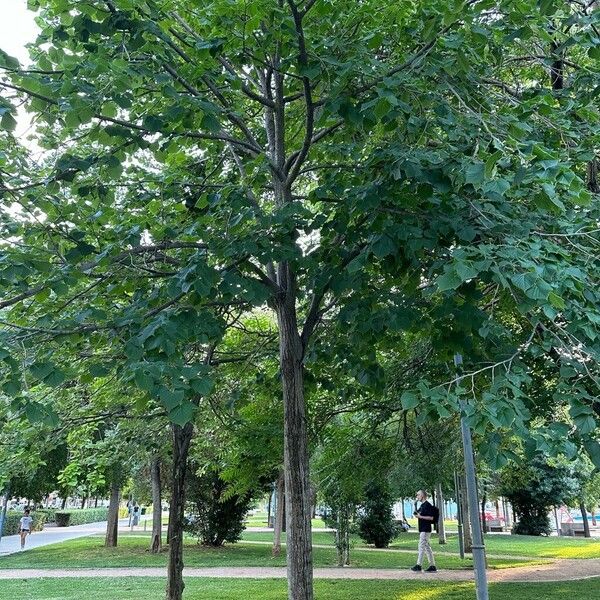 Tilia americana Hábito