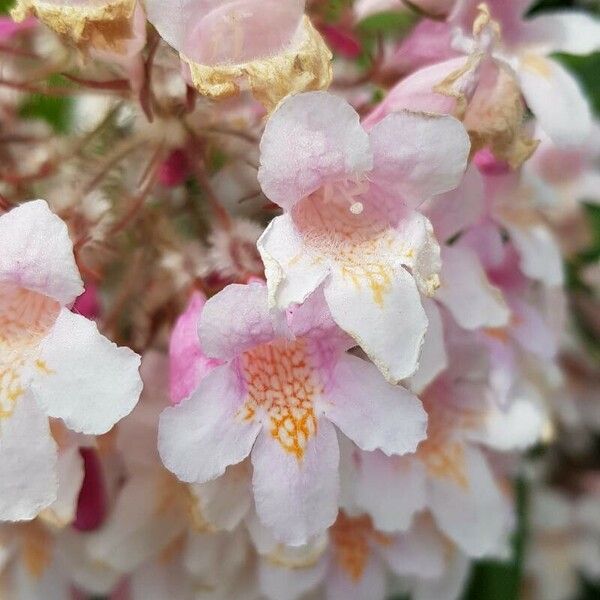 Kolkwitzia amabilis Fiore