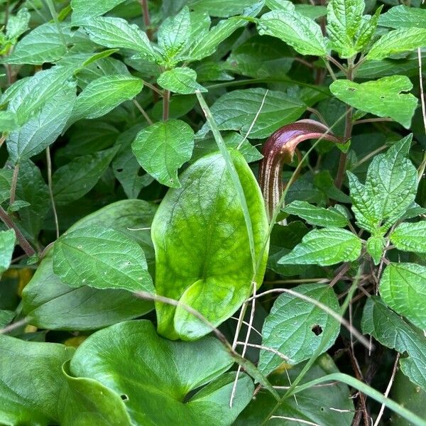 Arisarum vulgare Leaf