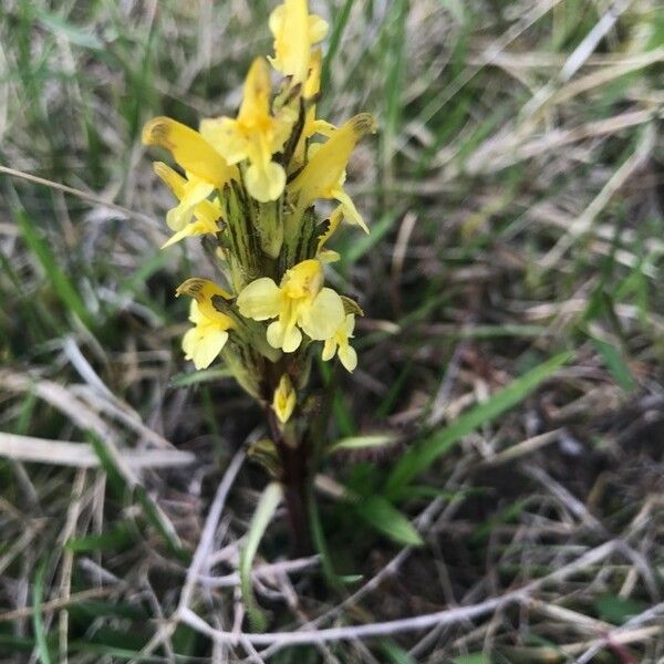 Pedicularis oederi Flower