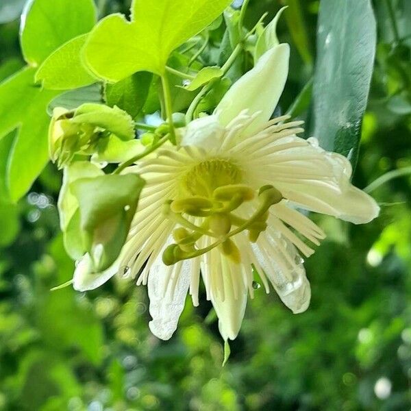 Passiflora tenuifila Λουλούδι