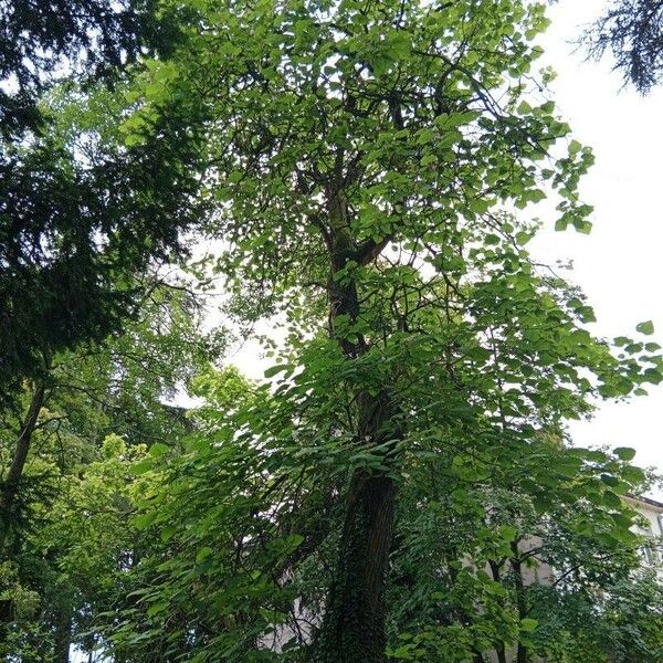 Catalpa bignonioides Natur