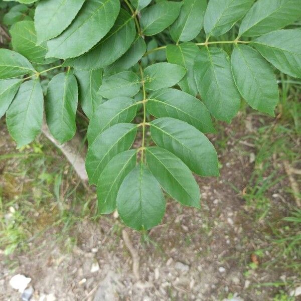 Fraxinus ornus Foglia