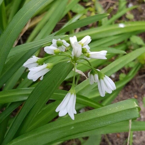 Allium triquetrum Flower