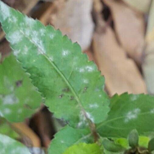 Bidens pilosa Лист