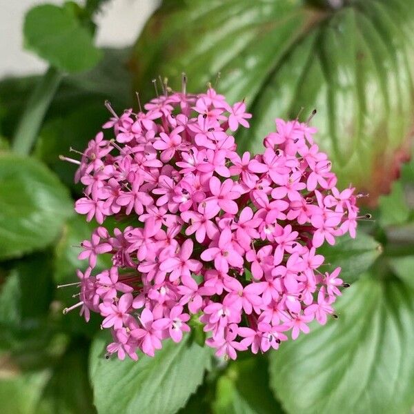 Valeriana macrosiphon Flower