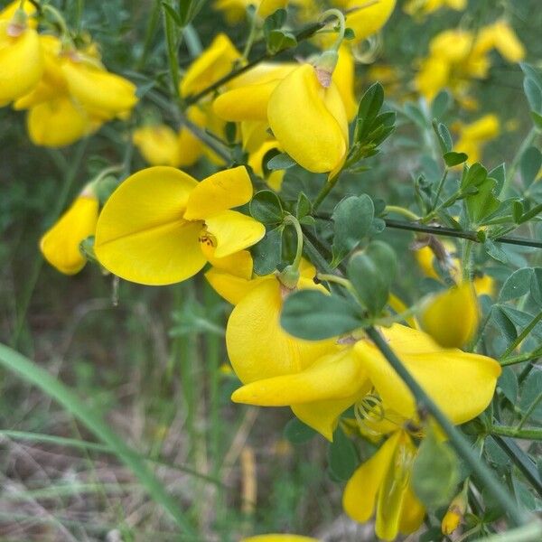 Genista hirsuta Blomma