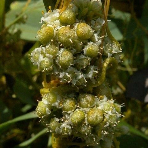 Cuscuta pentagona Blomst