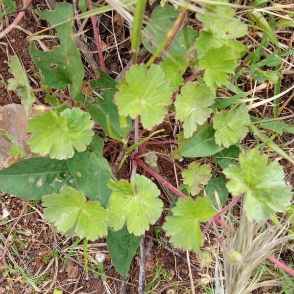 Geranium rotundifolium Folla