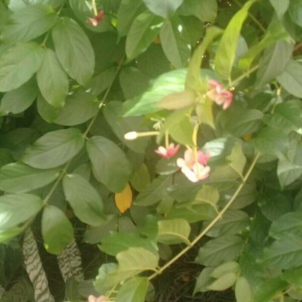 Combretum indicum Flower