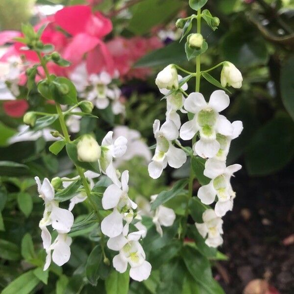 Angelonia biflora Flower