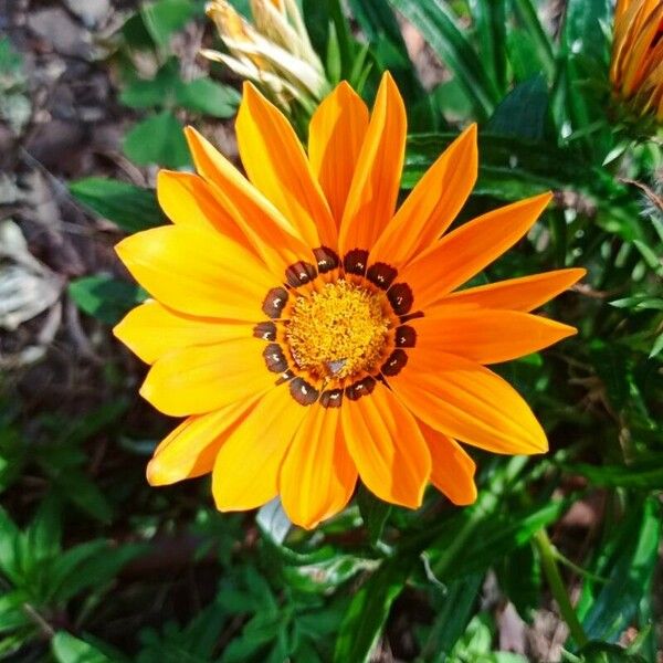 Gazania linearis Цветок