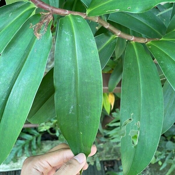 Hellenia speciosa Hoja