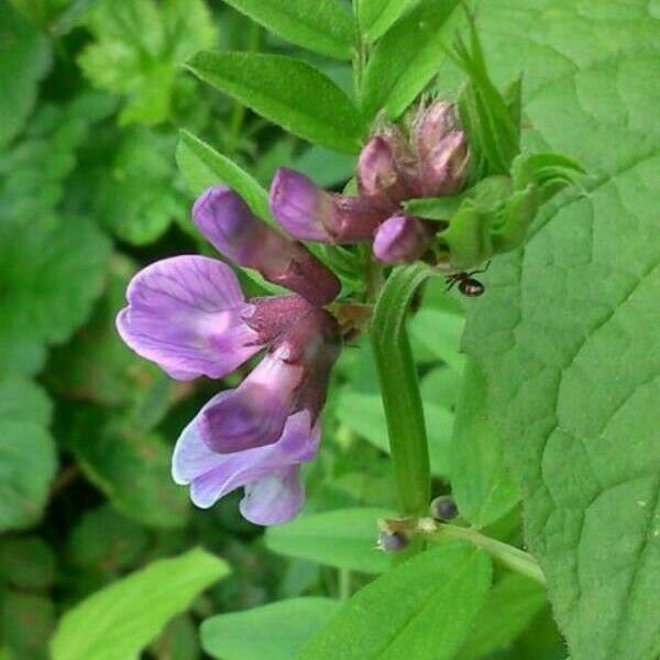 Vicia sepium Кветка