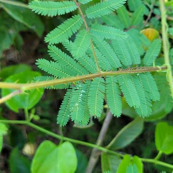 Mimosa quadrivalvis Foglia