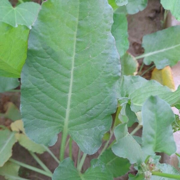 Rumex spinosus Folha