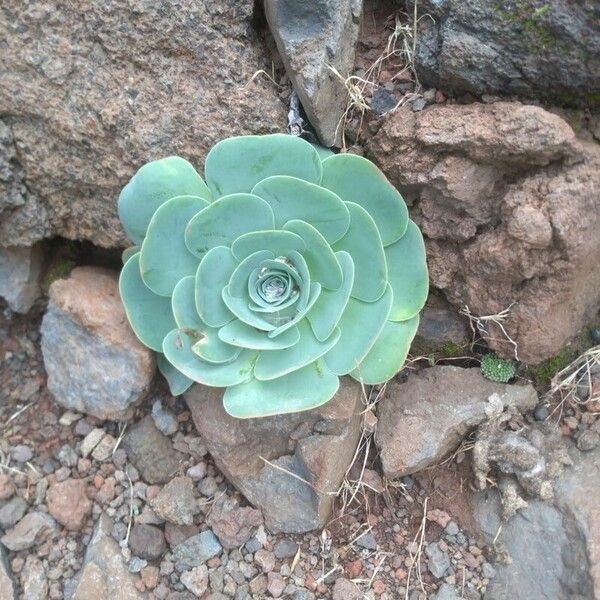 Aeonium canariense Folla