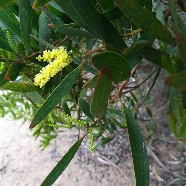 Acacia longifolia برگ