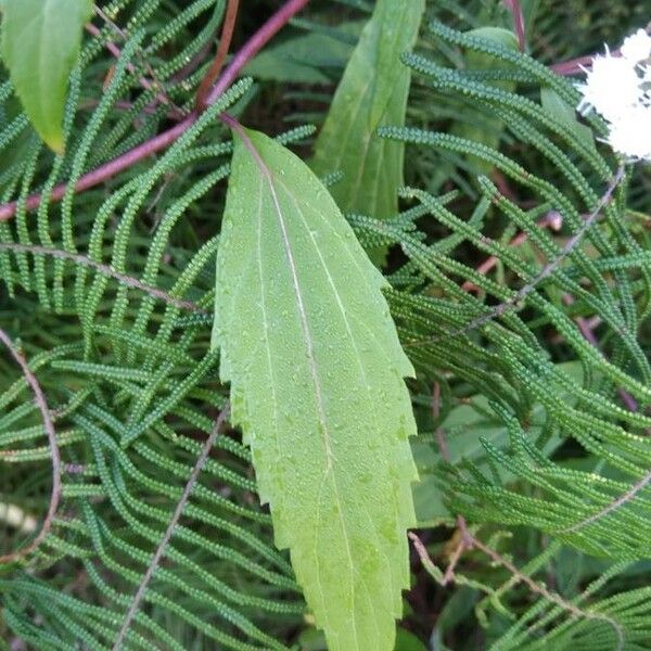 Ageratina riparia Levél