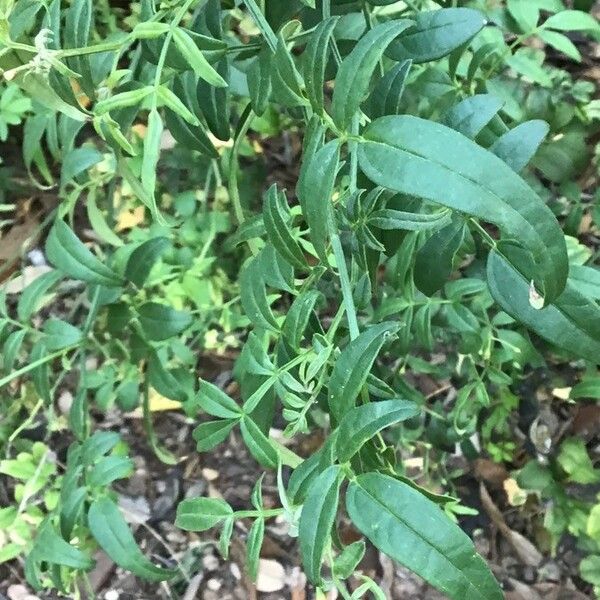 Jasminum odoratissimum Leaf