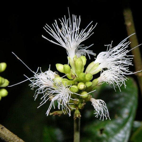 Inga ruiziana Flower