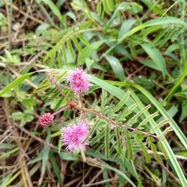 Mimosa quadrivalvis Floare