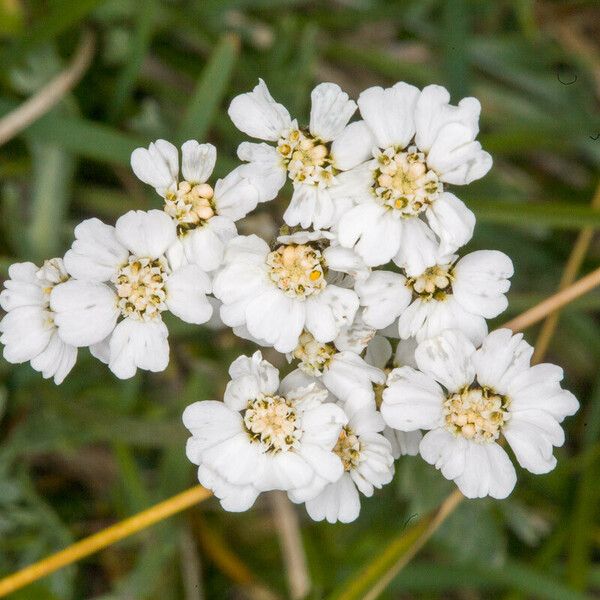 Achillea clavennae Цветок