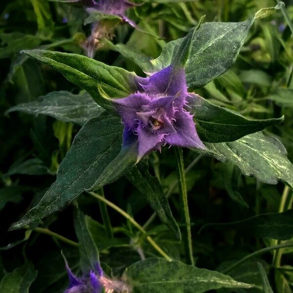 Melampyrum nemorosum 花