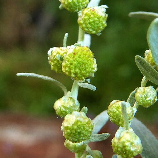 Artemisia absinthium Kwiat