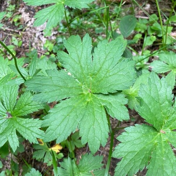 Astrantia major Lapas