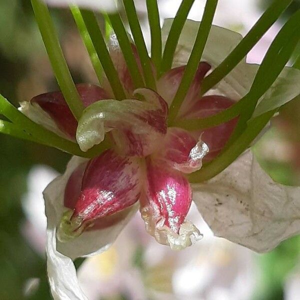 Allium roseum Egyéb