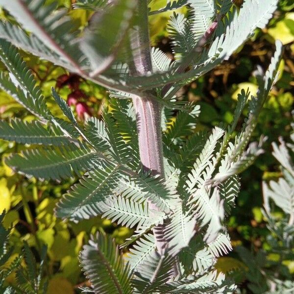 Acacia baileyana Kéreg