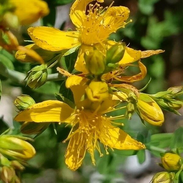 Hypericum montanum Flower