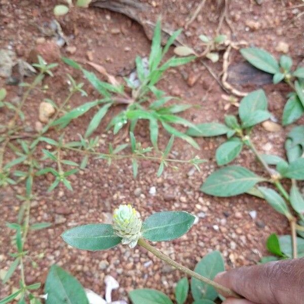 Gomphrena celosioides Õis