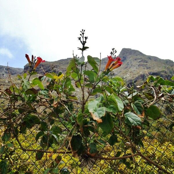 Amphilophium buccinatorium (Mexican blood-flower)