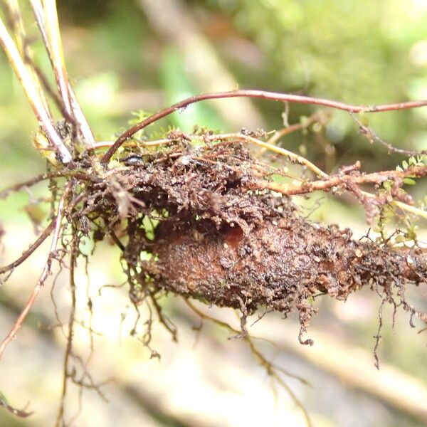 Nephrolepis undulata Other