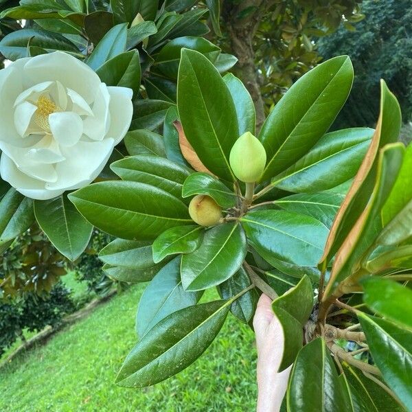 Magnolia virginiana Blüte