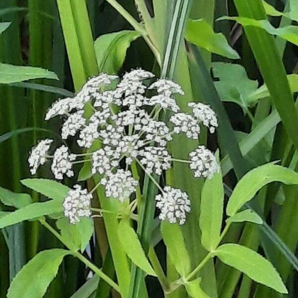 Sium latifolium Çiçek