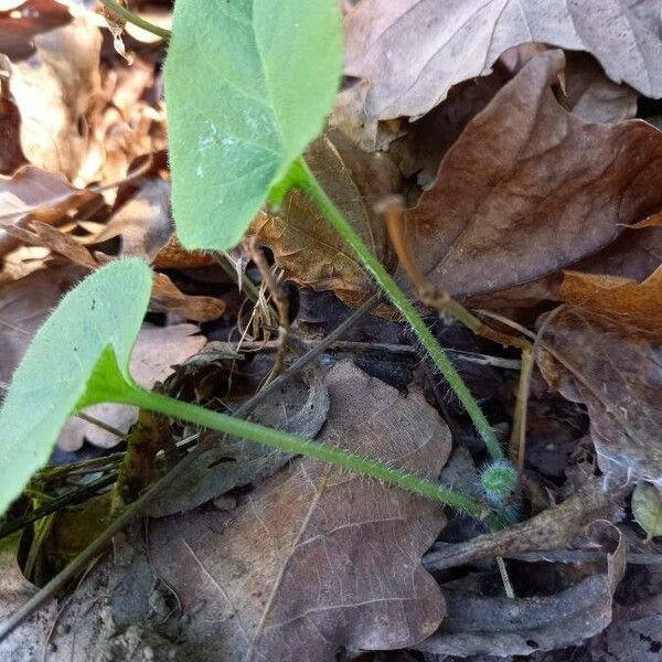 Doronicum pardalianches Foglia