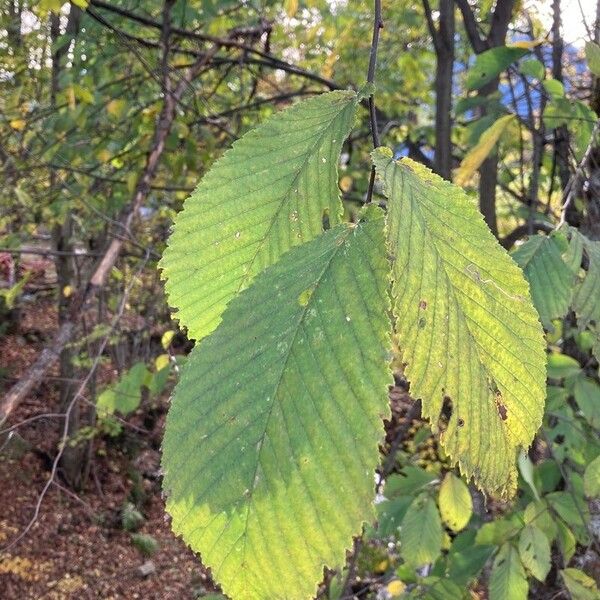 Ulmus glabra Levél