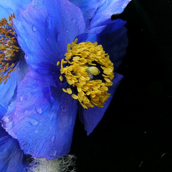 Meconopsis simikotensis عادت داشتن