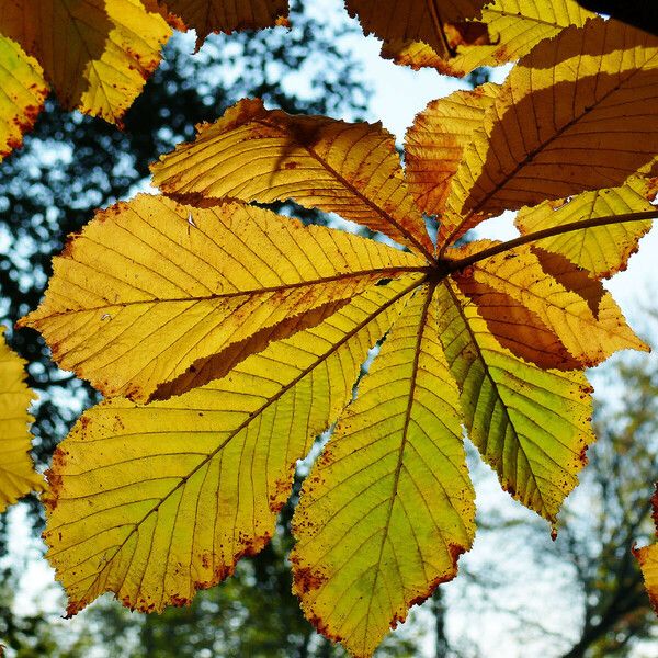 Aesculus hippocastanum Leaf