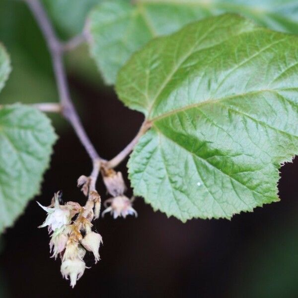 Rubus moluccanus Blüte