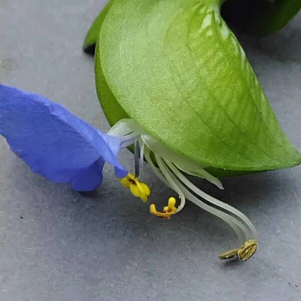 Commelina communis Floare