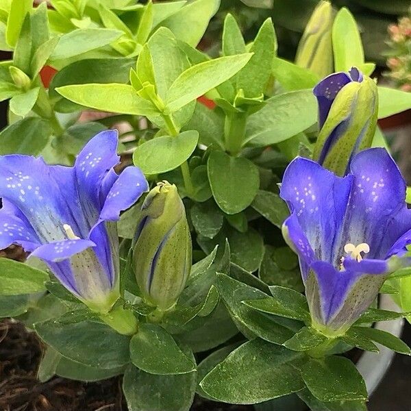 Gentiana calycosa 花