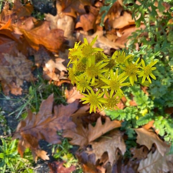 Senecio squalidus Květ